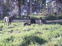 cane corso italiano